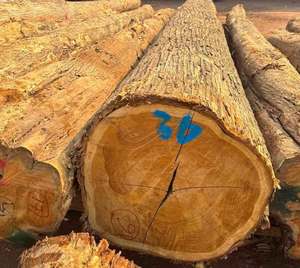 African Azobe Wood Export Grade Hardwood 4m X 60cm Diameter for High End Furniture Flooring and Interior Decoration - Product Image 1