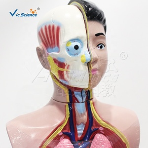 Modelo de <span class=keywords><strong>Cuerpo</strong></span> Juvenil Profesional de 9 Piezas para Demostración en Ciencias Médicas y Exhibición en <span class=keywords><strong>el</strong></span> Aula - Product Image 5