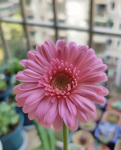 Base de flores frescas de Yunnan <span class=keywords><strong>Gerbera</strong></span> de corte fresco al por mayor <span class=keywords><strong>Jamesonii</strong></span> - Product Image 1