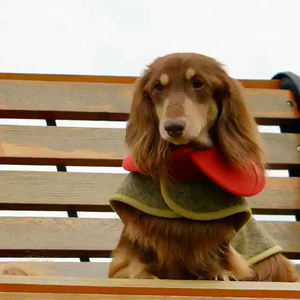 Ropa personalizada de alta calidad para el hogar de mascotas con eslogan, ropa personalizada para perros, ropa personalizada para perros - Product Image 3