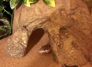 Resina Reptil Gecko Ocultar Cueva Pecera Acuario Cueva Animal Oculta Caja Escondite para Lagarto Araña Serpiente y Gecko - Product Image 3