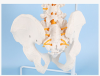Modelo de Columna Vertebral con Músculos Pintados para Enseñanza y Aprendizaje, Personalizado de Fábrica