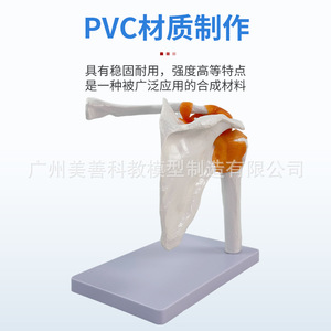 Modelo de Articulación del Hombro Natural 1:1 para Enseñanza; Modelo de Articulación del Hombro Humano con Ligamentos y Escápula; Móvil - Product Image 1