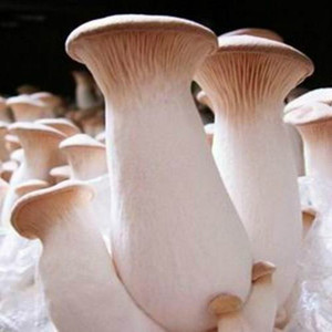 Extracto de Pleurotus <span class=keywords><strong>Eryngii</strong></span> Polisacárido 100% Natural de Alta Calidad, Estándar GMP, Grado Alimenticio, Polvo de Fruta Envasado al Vacío en Tambor - Product Image 4
