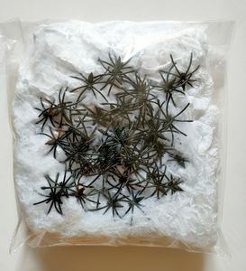 YQ-Halloween Spider Cotton Decoration Decoraciones <span class=keywords><strong>de</strong></span> fiesta <span class=keywords><strong>de</strong></span> plástico Telaraña <span class=keywords><strong>de</strong></span> Halloween <span class=keywords><strong>para</strong></span> decoración <span class=keywords><strong>de</strong></span> Halloween Interior y exterior - Product Image 2