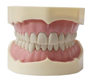 Modèle de dents d'étude HST-A5-01 type BF, modèle de bouche complète avec 28 dents, gencives souples, fixation par vis, sans articulateur - Product Image 1