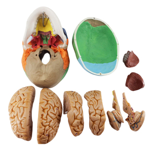 Modelo de Cráneo Humano de 8 Partes, Anatomía del Cerebro - Product Image 3