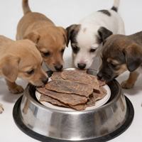 Friandises pour animaux de compagnie les plus vendues : Viande séchée de poitrine de canard riche en protéines, friandises de qualité supérieure, friandises séchées en gros, collations pour chiens