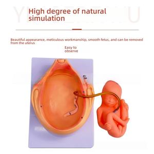 Modèle <span class=keywords><strong>de</strong></span> planification familiale en PVC 10 pièces pour la croissance embryonnaire pendant la grossesse - Product Image 3