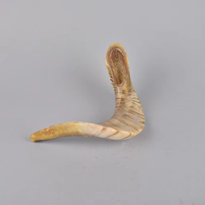 Kosher shofar เทคนิคดิบขัดแกะแกะธรรมชาติเป็นมิตรกับสิ่งแวดล้อมสำหรับวัตถุประสงค์ทางศาสนาสไตล์จดหมาย - Product Image 1