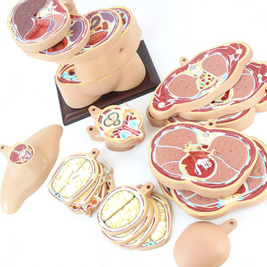 Torso humano orizontal, modelo de sección transversal, modelo anatómico del cerebro, modelo anatómico jerarcal de todo el cuerpo - Product Image 5