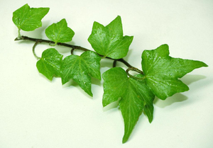 Suministro de extracto de hoja de <span class=keywords><strong>hiedra</strong></span> natural, jarabe para la <span class=keywords><strong>tos</strong></span> Soluble en agua, Extracto de planta de hierbas de hoja de <span class=keywords><strong>hiedra</strong></span> 100% - Product Image 3