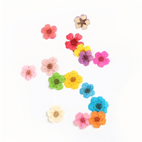 Mini fleurs de narcisse pressées multicolores en boîte pour scrapbooking DIY, fabrication de cartes et art de cadre photo