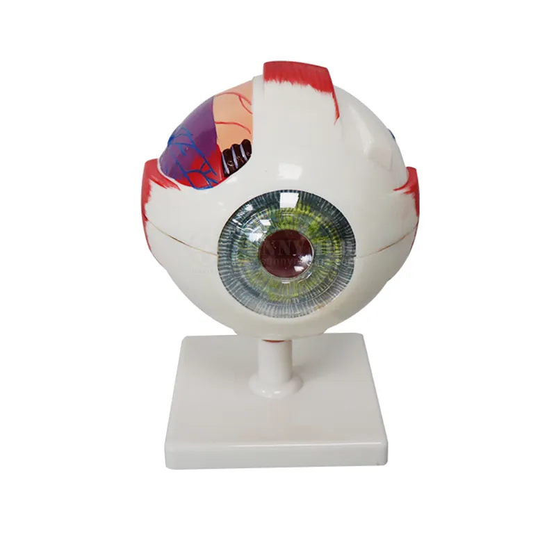 SY-N023 Ophthaltic Medizinische Lehre Pädagogisches Modell Anatomische Menschliche Auge Ball Modell