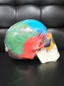 Modelo anatómico de <span class=keywords><strong>huesos</strong></span> humanos para colorear, modelo de hueso de calavera grande Natural, 2017 - Product Image 4