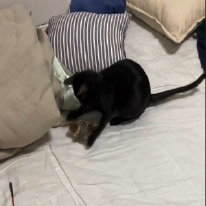 2025 Milieuvriendelijke Luxe Kattenhond Interactief Speelgoed Klappende Vleugels Mus Simulatie Vogel Pluche Geluidseffecten Fluffy - Product Image 5