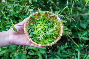 Dihydromyricetin Cápsulas Em Pó Atacado 98% <span class=keywords><strong>DHM</strong></span> Dihydromyricetin em Massa - Product Image 6