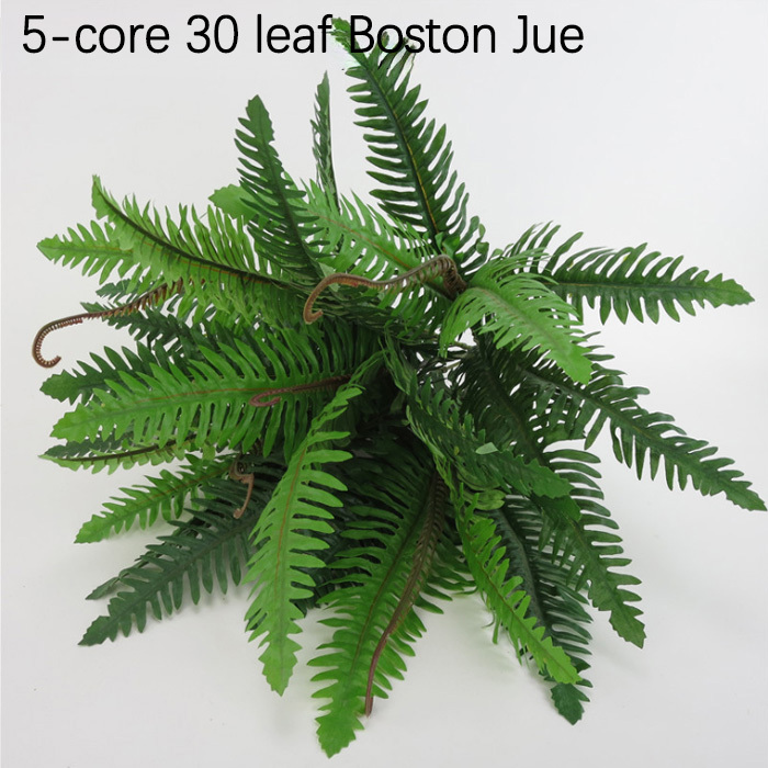 5 noyaux, 30 feuilles, 2 branches de Juecao