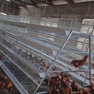 A Frame 4 Layers 160 <strong>Birds</strong> Aviary Chicken <strong>Cage</strong> <strong>for</strong> Free Range - Product Image 3