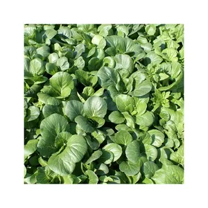 Practical Hot Sale Freeze Powder Cuts Dried Spinach Leaves With Good Service With Wholesale Inventory