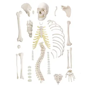 Mô hình giảng dạy y tế XX-A100H 170cm mô hình phân tán nửa xương phải của con người
