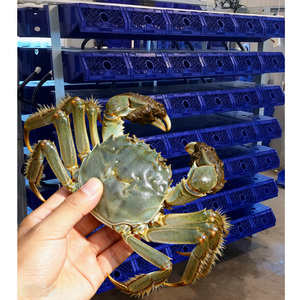 Gabbie per Granchi di Fango Personalizzate in Materiale PP Blu e Trappole per Acquacoltura per l'Allevamento - Product Image 1