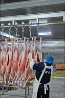 Machine automatique d'abattage de moutons et de chèvre avec le système de dissimulation et de pelage de peau