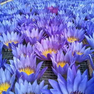 Fiori di Loto Blu Essiccati Naturali all'Ingrosso, Boccioli di Loto Blu Essiccati Interi per Tisane - Product Image 2