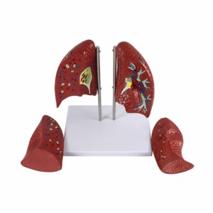 نموذج تشريحي للرئة بالحجم الطبيعي 4 أجزاء نموذج نظام التنفس البشري التدريس الطبي للمدرسة والمستشفى - Product Image 2