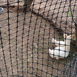 Malla <span class=keywords><strong>de</strong></span> Geogrid Biaxial <span class=keywords><strong>de</strong></span> PP Negra, Malla <span class=keywords><strong>de</strong></span> 3 cm <span class=keywords><strong>de</strong></span> Apertura y 50 m <span class=keywords><strong>para</strong></span> Cría <span class=keywords><strong>de</strong></span> Aves <span class=keywords><strong>de</strong></span> Corral, Protección <span class=keywords><strong>de</strong></span> Huertos y Granjas - Product Image 2