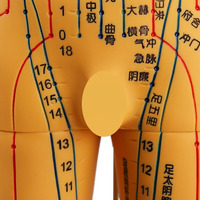 Modèle d'entraînement à l'acupuncture chinoise, mannequin d'exercice d'acupuncture médicale avec muscles