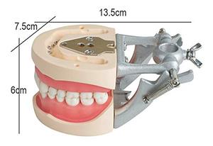 Gelsonlab HSDT-A10 estándar dientes desmontable modelo Dental suave goma de mascar dientes modelos de pantalla <span class=keywords><strong>para</strong></span> estudiantes de enseñanza estudio - Product Image 4