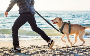 Harnais Chien-Red antitracción para la cara, accesorio de protección para la boca, para hacer deporte - Product Image 5