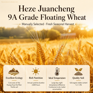Chá de Ervas Secas de Trigo Flutuante Natural (Fructus Tritici Levis) - Fornecimento a Granel de Matéria-Prima Herbal Chinesa - Product Image 3