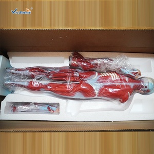 Modelo <span class=keywords><strong>de</strong></span> enseñanza <span class=keywords><strong>de</strong></span> la anatomía <span class=keywords><strong>de</strong></span> los músculos humanos, modelo médico <span class=keywords><strong>de</strong></span> Educación <span class=keywords><strong>de</strong></span> ciencia médica - Product Image 6