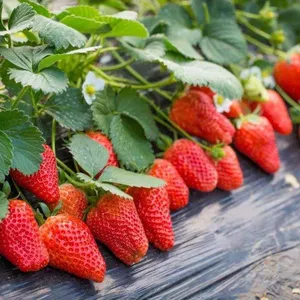 低成本温室塑料草莓温室