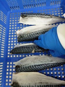Filete <span class=keywords><strong>de</strong></span> Caballa Saba <span class=keywords><strong>de</strong></span> Noruega Congelado <span class=keywords><strong>de</strong></span> Alta Calidad - Product Image 4