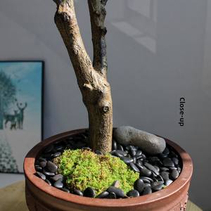 Plante Artificielle Haut de Gamme <span class=keywords><strong>en</strong></span> Plastique, Style Zen Chinois, pour Salon de Thé, Bureau, Décoration d'Îlot de Table - Product Image 4