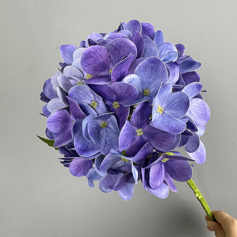 Viola
