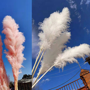 Herbes des marais séchés de la maison, 60 pièces (Y027), plantes naturelles brunes, pour un mariage, bon marché - Product Image 6