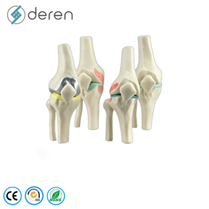 Modelo <span class=keywords><strong>de</strong></span> Articulación <span class=keywords><strong>de</strong></span> <span class=keywords><strong>Rodilla</strong></span> Humana a Tamaño Real con <span class=keywords><strong>Ligamentos</strong></span> Elásticos, Material <span class=keywords><strong>de</strong></span> PVC, Anatomía Funcional para Enseñanza Médica - Product Image 3