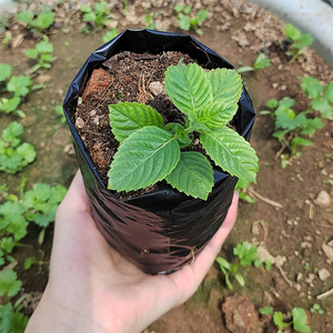 Bolsas <span class=keywords><strong>de</strong></span> Cultivo Jijid Anti-UV, Bolsas <span class=keywords><strong>de</strong></span> Plástico Resistente para Plantas, Soporte <span class=keywords><strong>de</strong></span> Plástico Personalizado para <span class=keywords><strong>Macetas</strong></span>, Blanco y Negro - Product Image 4