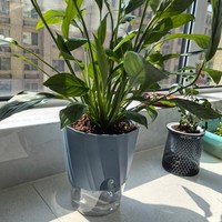 Pots de fleurs avec conteneur transparent, auto-arrosants, en plastique PP PET, pour plantes vertes, jardinières