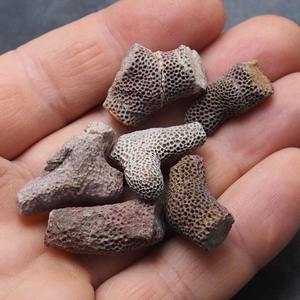 Venta al por Mayor de Piedra de Coral de Alta Calidad, Material en Bruto de 3-5cm, CrystalHola, Tendencia de Moda para Decoración del Hogar, Regalo Educativo o de Colección - Product Image 3