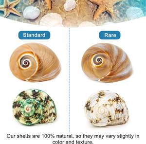 Venta al por mayor, 5 uds., Concha grande, cangrejo ermitaño, almeja, concha <span class=keywords><strong>de</strong></span> <span class=keywords><strong>mar</strong></span> Natural, Turbo, naranja, concha marina para artesanía, Océano, playa, decoración, adorno <span class=keywords><strong>de</strong></span> boda - Product Image 6