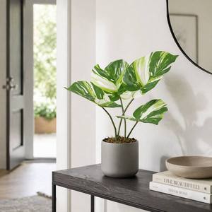 <span class=keywords><strong>Plante</strong></span> artificielle mini <span class=keywords><strong>Monstera</strong></span> haut de gamme, variée, 50 cm, feuilles PEVA réalistes au toucher, en pot, fausse verdure moderne pour la décoration de la maison et du bureau - Product Image 1
