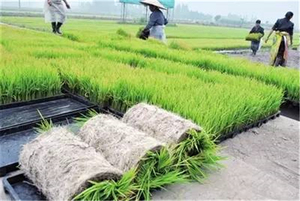 <b>Hydroponic</b> 54*28CM Flat Paddy Microgreens <b>Seeding</b> Tray Nursery for Wheatgrass , Fodder, Rice ,sprouts ,vegetable - Product Image 5