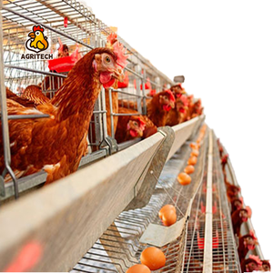 H型自动层式鸡笼，用于产蛋养殖设备，3-4层，容量5000-50000只 - Product Image 1