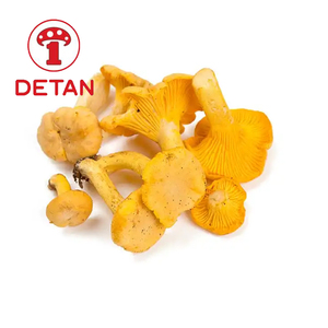 Funghi Girolle Selvatici Dorati DETAN per l'Esportazione in <span class=keywords><strong>Vendita</strong></span> - Product Image 2