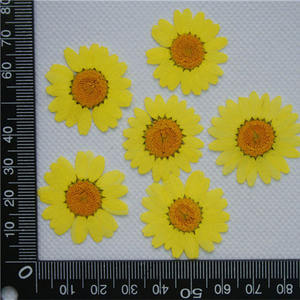 20mm-30mm Natural flor prensada en seco DIY accesorios de joyería Margarita prensada seca para funda de teléfono postal decoración artesanal - Product Image 3